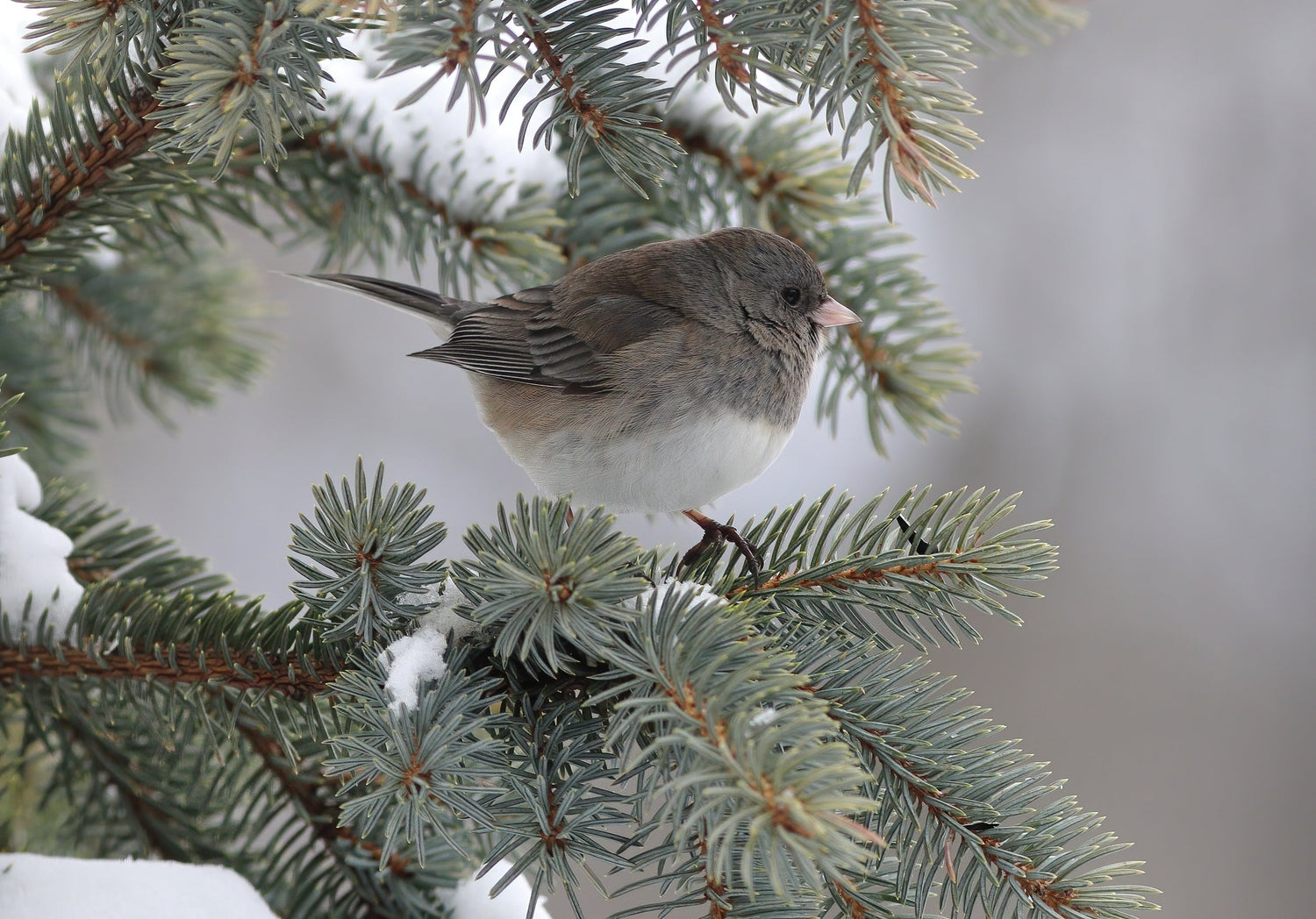 Gear up for the Great Backyard Bird Count!
